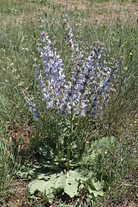 Salvia sclarea \ Muskateller-Salbei / Clary Sage, GR Peloponnes, Chelmos, Klitoria 23.5.2024