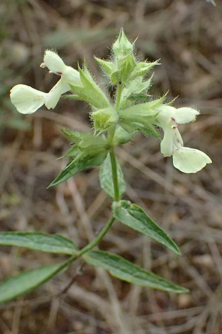 Stachys menthifolia \ Minzenblttriger Ziest / Mint-Leaved Woundwort, GR Peloponnes, Kalavryta 20.5.2024