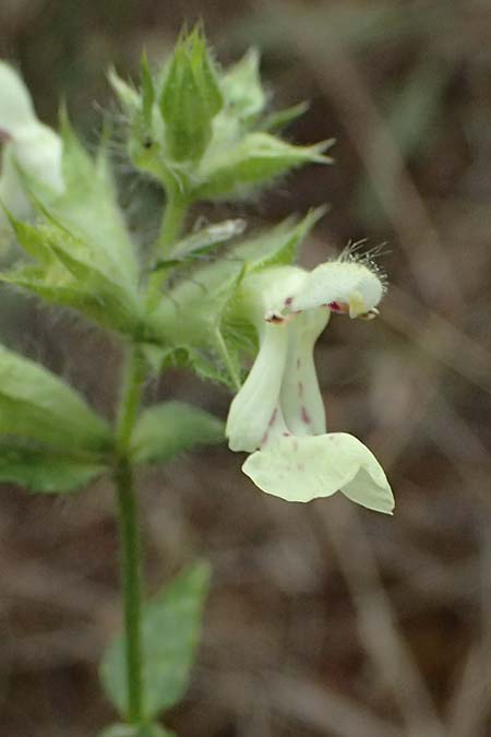 Stachys menthifolia \ Minzenblttriger Ziest / Mint-Leaved Woundwort, GR Peloponnes, Kalavryta 20.5.2024