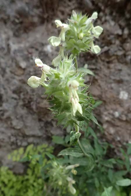 Stachys menthifolia \ Minzenblttriger Ziest / Mint-Leaved Woundwort, GR Peloponnes, Kalavryta 20.5.2024