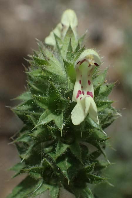 Stachys menthifolia \ Minzenblttriger Ziest / Mint-Leaved Woundwort, GR Peloponnes, Kalavryta 20.5.2024