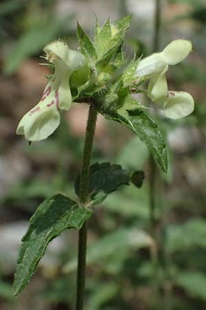 Stachys menthifolia \ Minzenblttriger Ziest / Mint-Leaved Woundwort, GR Peloponnes, Kalavryta 20.5.2024