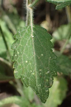 Stachys menthifolia \ Minzenblttriger Ziest / Mint-Leaved Woundwort, GR Peloponnes, Kalavryta 20.5.2024
