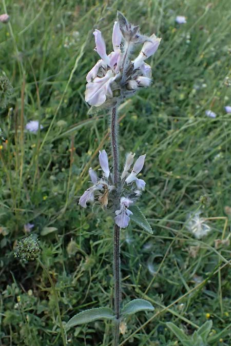 Stachys graeca \ Griechischer Ziest / Greek Woundwort, GR Peloponnes, Chelmos, Limni Doxa 22.5.2024