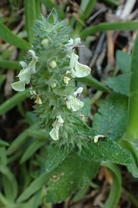 Stachys menthifolia \ Minzenblttriger Ziest / Mint-Leaved Woundwort, GR Peloponnes, Stoupa 24.5.2024