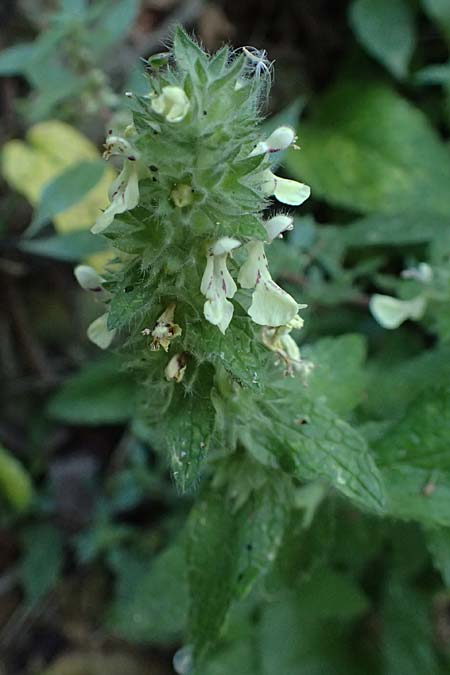 Stachys menthifolia \ Minzenblttriger Ziest / Mint-Leaved Woundwort, GR Peloponnes, Stoupa 24.5.2024