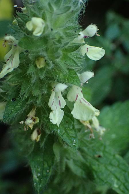 Stachys menthifolia \ Minzenblttriger Ziest / Mint-Leaved Woundwort, GR Peloponnes, Stoupa 24.5.2024