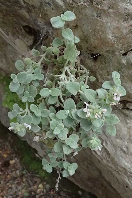 Stachys candida \ Schnee-Ziest / Furry-Leaved Woundwort, GR Peloponnes, Taygetos, Viros - Schlucht / Gorge 25.5.2024