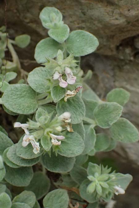 Stachys candida \ Schnee-Ziest / Furry-Leaved Woundwort, GR Peloponnes, Taygetos, Viros - Schlucht / Gorge 25.5.2024