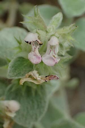 Stachys candida \ Schnee-Ziest / Furry-Leaved Woundwort, GR Peloponnes, Taygetos, Viros - Schlucht / Gorge 25.5.2024