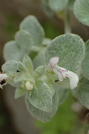 Stachys candida \ Schnee-Ziest / Furry-Leaved Woundwort, GR Peloponnes, Taygetos, Viros - Schlucht / Gorge 25.5.2024