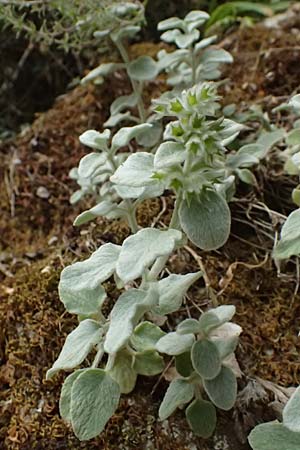 Stachys candida \ Schnee-Ziest / Furry-Leaved Woundwort, GR Peloponnes, Taygetos, Viros - Schlucht / Gorge 25.5.2024