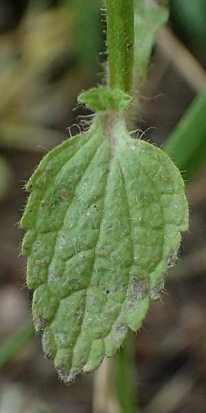 Stachys spinulosa \ Drnchen-Ziest / Spiny Woundwort, GR Peloponnes, Taygetos, Exochori 27.5.2024
