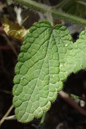 Stachys canescens \ Messenischer Ziest / Messenian Woundwort, GR Peloponnes, Stoupa 30.5.2024
