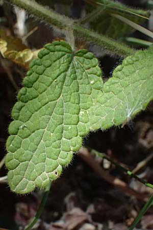 Stachys canescens \ Messenischer Ziest / Messenian Woundwort, GR Peloponnes, Stoupa 30.5.2024
