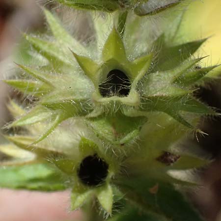 Stachys canescens \ Messenischer Ziest / Messenian Woundwort, GR Peloponnes, Stoupa 30.5.2024