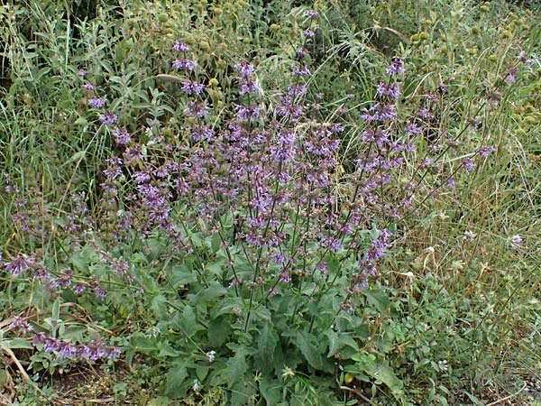 Salvia verticillata \ Quirl-Salbei / Whorled Sage, GR Peloponnes, Taygetos, Neochori 26.5.2024