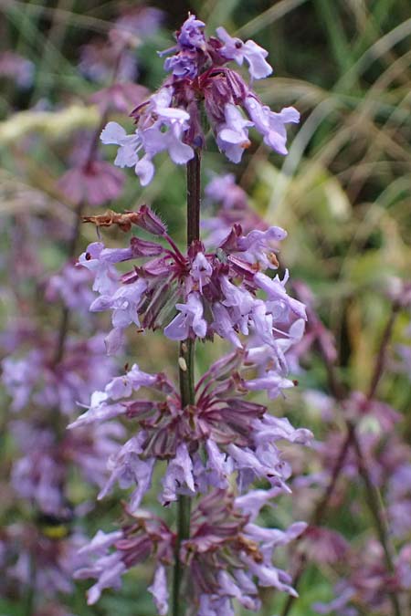 Salvia verticillata \ Quirl-Salbei / Whorled Sage, GR Peloponnes, Taygetos, Neochori 26.5.2024