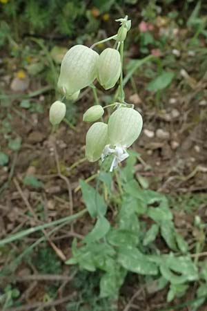 Silene vulgaris subsp. vulgaris \ Gew�hnliches Leimkraut, Taubenkropf-Leimkraut / Bladder Campion, GR Peloponnes, Taygetos 27.5.2024