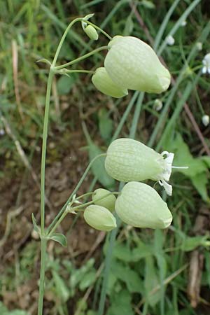 Silene vulgaris subsp. vulgaris \ Gew�hnliches Leimkraut, Taubenkropf-Leimkraut / Bladder Campion, GR Peloponnes, Taygetos 27.5.2024