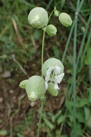 Silene vulgaris subsp. vulgaris \ Gew�hnliches Leimkraut, Taubenkropf-Leimkraut / Bladder Campion, GR Peloponnes, Taygetos 27.5.2024