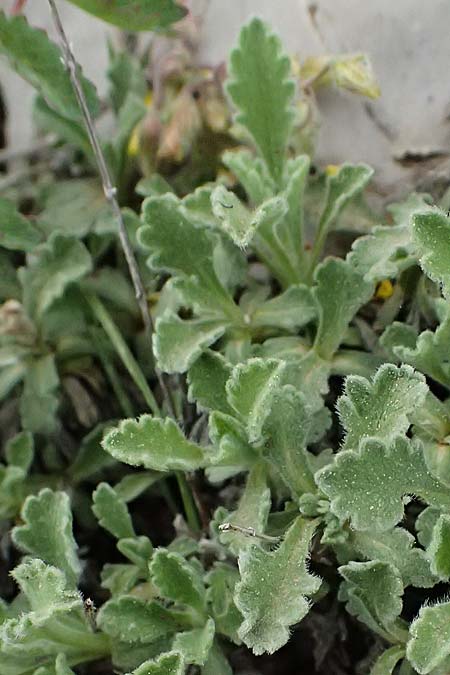 Pterocephalus perennis, Mount Parnassus Scabious
