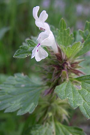 Lamium bifidum \ Zweispaltige Taubnessel, Balkan-Taubnessel / Balkan Dead-Nettle, GR Zagoria, Mikro Papingko 17.5.2008