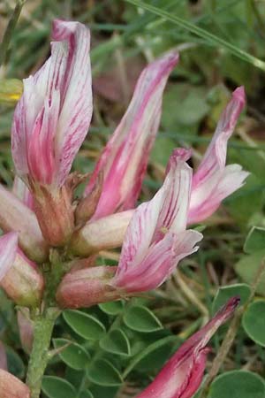 Trifolium heldreichianum \ Heldreichs Klee, GR Peloponnes, Mt. Kyllini, Ziria 21.5.2024