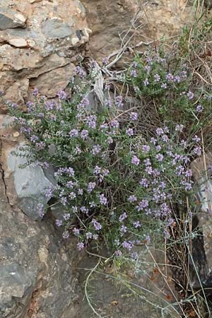Thymbra capitata \ Kopfiger Thymian / Mediterranean Thyme, GR Peloponnes, Taygetos, Proastio 26.5.2024