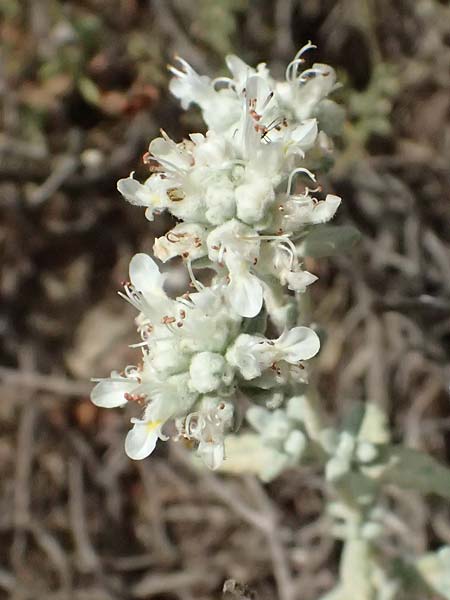 Teucrium capitatum \ Kopfiger Gamander / Cat-Thyme Germander, GR Peloponnes, Taygetos, Neochori 26.5.2024