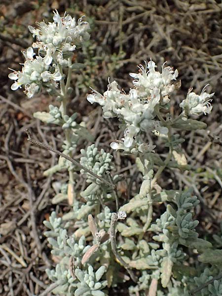 Teucrium capitatum \ Kopfiger Gamander / Cat-Thyme Germander, GR Peloponnes, Taygetos, Neochori 26.5.2024