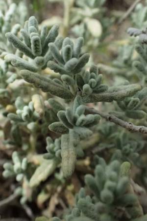 Teucrium capitatum \ Kopfiger Gamander / Cat-Thyme Germander, GR Peloponnes, Taygetos, Neochori 26.5.2024