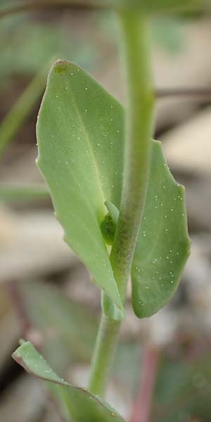 Microthlaspi erraticum \ Schmalschtchen-Hellerkraut, GR Hymettos 20.3.2019