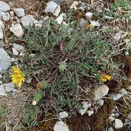 Taraxacum sect. Erythrosperma ? / Lesser Dandelion, GR Peloponnes, Chelmos 18.5.2024