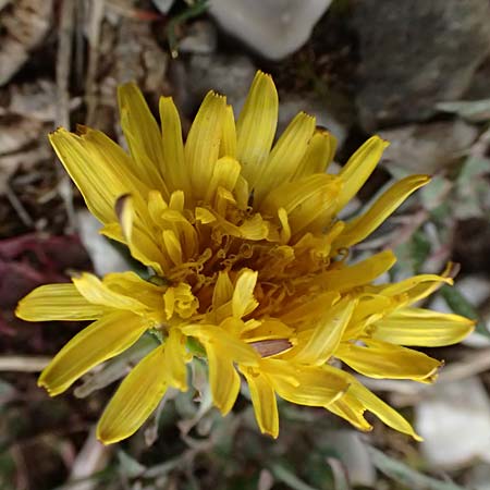 Taraxacum sect. Erythrosperma ? / Lesser Dandelion, GR Peloponnes, Chelmos 18.5.2024