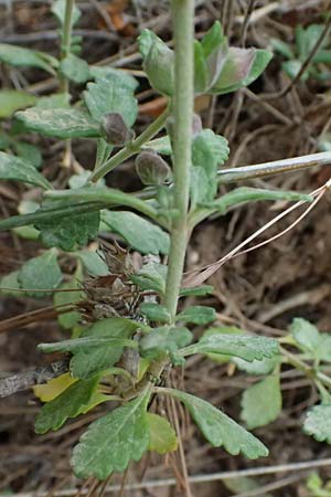 Teucrium chamaedrys \ Edel-Gamander / Wall Germander, GR Peloponnes, Diakopto 20.5.2024