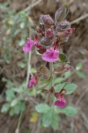 Teucrium chamaedrys \ Edel-Gamander / Wall Germander, GR Peloponnes, Diakopto 20.5.2024