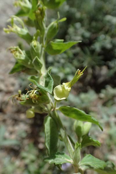Teucrium flavum s.l. \ Gelber Gamander / Yellow Germander, GR Peloponnes, Kalavryta 20.5.2024