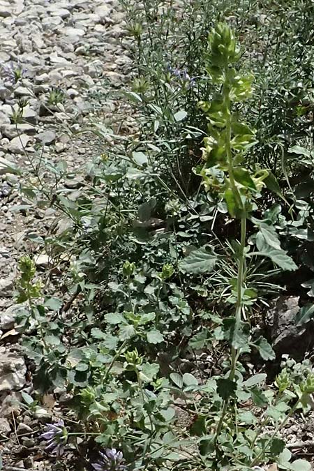 Teucrium flavum s.l. \ Gelber Gamander / Yellow Germander, GR Peloponnes, Kalavryta 20.5.2024