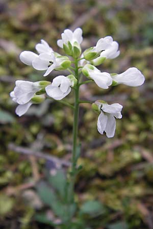 Noccaea graeca \ Griechisches Hellerkraut / Greek Penny-Cress, GR Peloponnes, Kosmas 31.3.2013