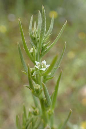 Thesium humile \ Niedriger Bergflachs, GR Athen, Mount Egaleo 10.4.2019