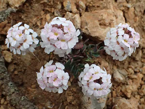 Aethionema saxatile subsp. graecum \ Griechisches Steintschel / Greek Candytuft, GR Peloponnes, Chelmos 18.5.2024