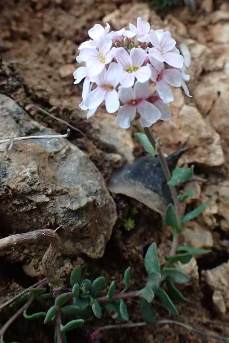 Aethionema saxatile subsp. graecum \ Griechisches Steintschel / Greek Candytuft, GR Peloponnes, Chelmos 18.5.2024