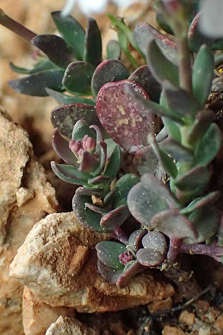 Aethionema saxatile subsp. graecum \ Griechisches Steintschel / Greek Candytuft, GR Peloponnes, Chelmos 18.5.2024