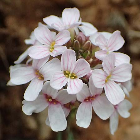 Aethionema saxatile subsp. graecum \ Griechisches Steintschel / Greek Candytuft, GR Peloponnes, Chelmos 18.5.2024