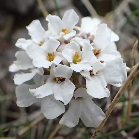 Iberis saxatilis \ Felsen-Schleifenblume / Rock Candytuft, GR Peloponnes, Chelmos 18.5.2024