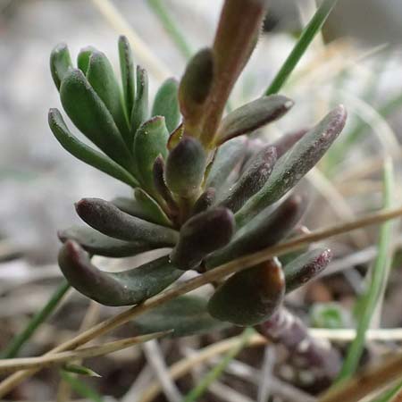 Iberis saxatilis \ Felsen-Schleifenblume / Rock Candytuft, GR Peloponnes, Chelmos 18.5.2024
