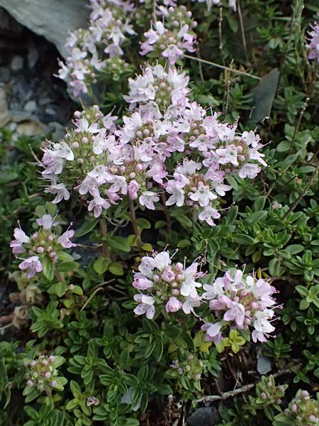 Thymus longicaulis subsp. chaubardii \ Chaubards Thymian / Chaubard's Thyme, GR Peloponnes, Taygetos 27.5.2024