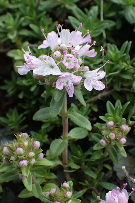 Thymus longicaulis subsp. chaubardii \ Chaubards Thymian / Chaubard's Thyme, GR Peloponnes, Taygetos 27.5.2024
