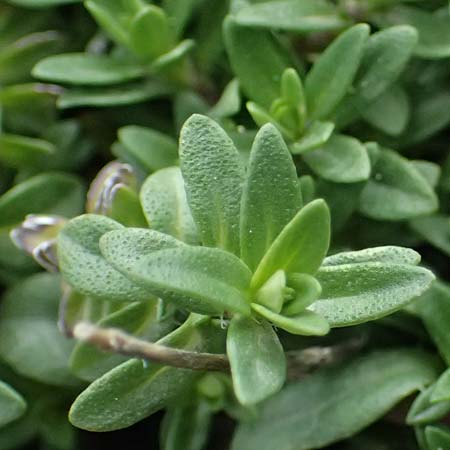 Thymus longicaulis subsp. chaubardii \ Chaubards Thymian / Chaubard's Thyme, GR Peloponnes, Taygetos 27.5.2024